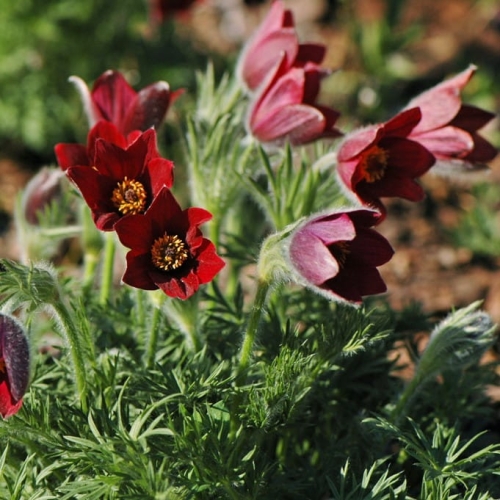 Sasanka Zwyczajna Rote Glocke Pulsatilla vulgaris 2.jpg