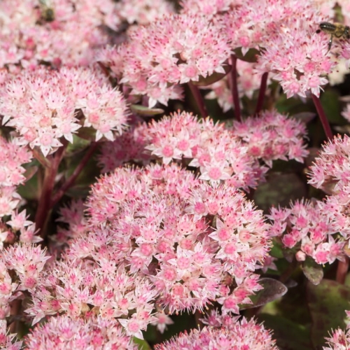Rozchodnik okazały Matrona Sedum spectabile.jpg