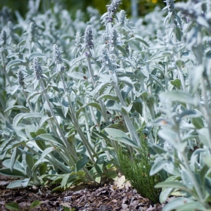 Czyściec Wełnisty Stachys byzantina