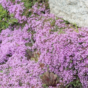Macierzanka Piaskowa Magic Carpet  Thymus serpyllum