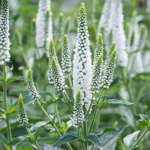 Przetacznik Kłosowy First Lady Veronica spicata