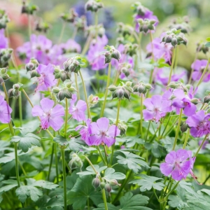 Bodziszek Himalajski Geranium himalayense 'Cambridge' 