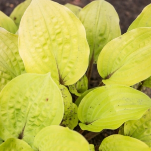 Funkia Ogrodowa Fire Island Hosta