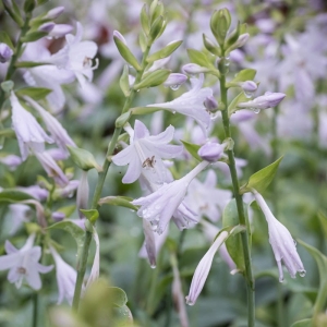 Funkia Ogrodowa Fragrant Blue Hosta 