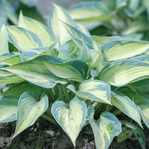 Funkia Ogrodowa June Hosta 