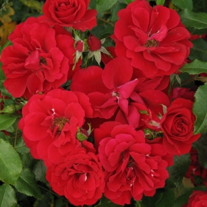 Róża Centro®-Rose Centro Rose