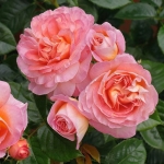Róża Dornburger Schlossrose®