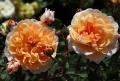Port Sunlight1.jpg