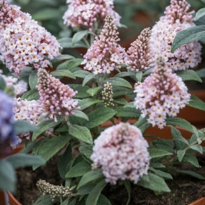 Budleja Dawida ' little Rockstars Pink '
