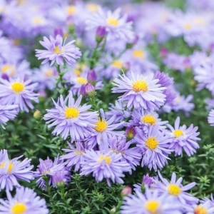 Aster Lady in Blue aster krzaczasty