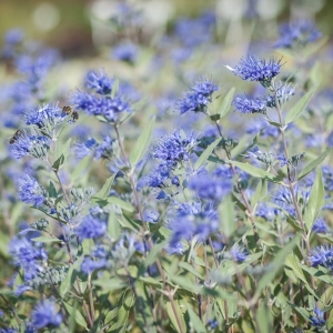 Barbula Klandońska Dark Knight Caryopteris x clandonensis 