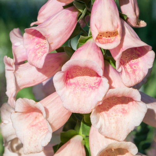 digitalis_purpurea_dalmatian_peach_2.jpg