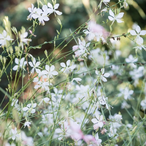 gaura_lindheimeri_cool_breeze_2.jpg