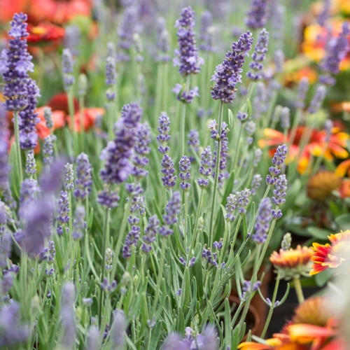 lavandula-angustifolia-blue-1.jpg