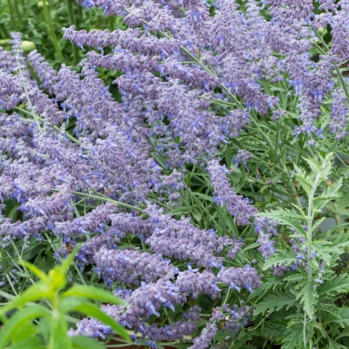 perovskia-atriplicifolia-lacey-blue-3.jpg