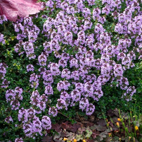 thymus-x-citriodorus-doone-valley-1.jpg