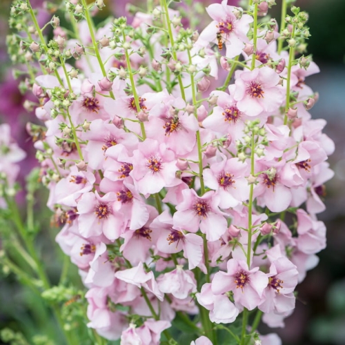 verbascum-rosie-1.jpg