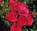 Róża Crimson Pixie®