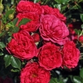 Róża Crimson Pixie®
