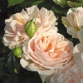 rose_rosa_beetrose_garden-of-roses_kordes_02_1_2.jpg