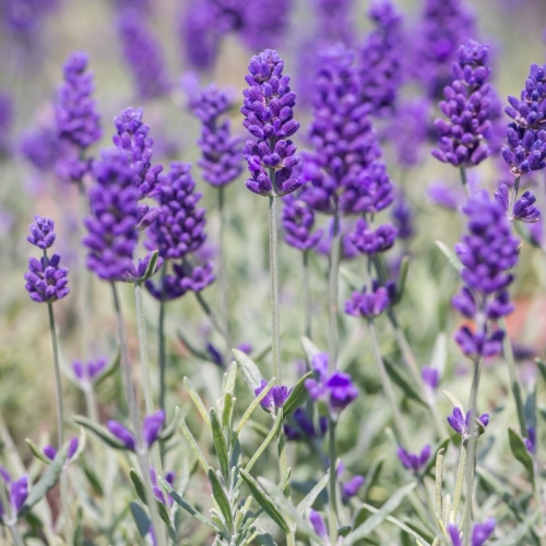 lavandula-angustifolia-valence-dark-violet-1.jpg