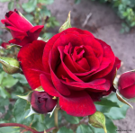 Róża Royal Red® 