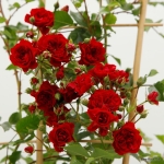 Róża Crimson Siluetta ® na pniu