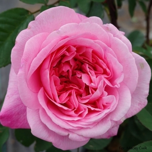 Róża Gertrude Jekyll® na pniu 