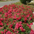 rose_rot_bodendecker_g_rtnerfreude_kordes_5.jpg