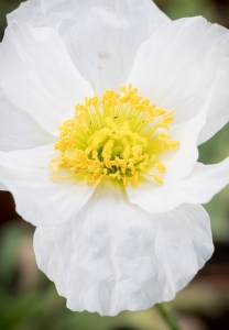 Mak Syberyjski Pop-up White Papaver Nudicaule