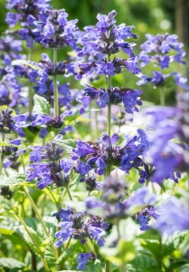 Kocimiętka Nepeta nervosa 'Neptune'