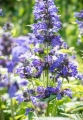nepeta-nervosa-neptune-2.jpg