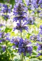 nepeta-nervosa-neptune-3.jpg