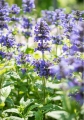nepeta-nervosa-neptune-4.jpg