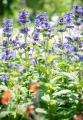 nepeta-nervosa-neptune-6.jpg