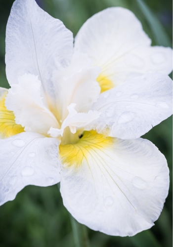 iris-sibirica-snow-queen-1.jpg