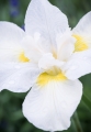 iris-sibirica-snow-queen-2.jpg