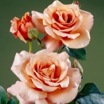 Róża Julia's Rose®