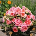 Chippendale-Vase_480x480.jpg