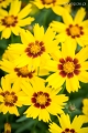 NACHYŁEK-grandiflora-sunkiss-1.jpg