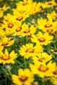 NACHYŁEKgrandiflora-sunkiss-3.jpg