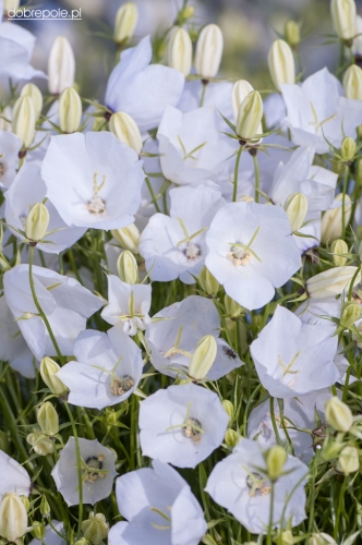 campanula_carpatica_f._alba_1.jpg
