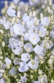 campanula_carpatica_f._alba_2.jpg