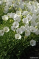 campanula_carpatica_f._alba_3.jpg