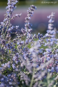 Perovskia łobodolistna 'Bluesette' 