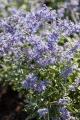perovskia-atriplicifolia-bluesette-1.jpg
