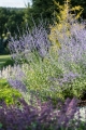 perovskia-atriplicifolia-little-spire-2.jpg