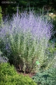 perovskia-atriplicifolia-little-spire-3.jpg