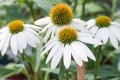 echinacea-purpurea-pow-wow-white-1.jpg