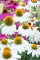 echinacea-purpurea-pow-wow-white-2.jpg